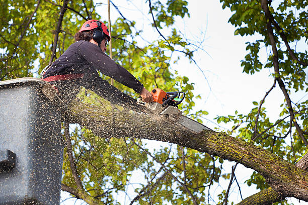 Best Palm Tree Trimming  in Magnolia Springs, AL